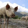 Peste suína exige cuidados redobrados dos produtores no Estado